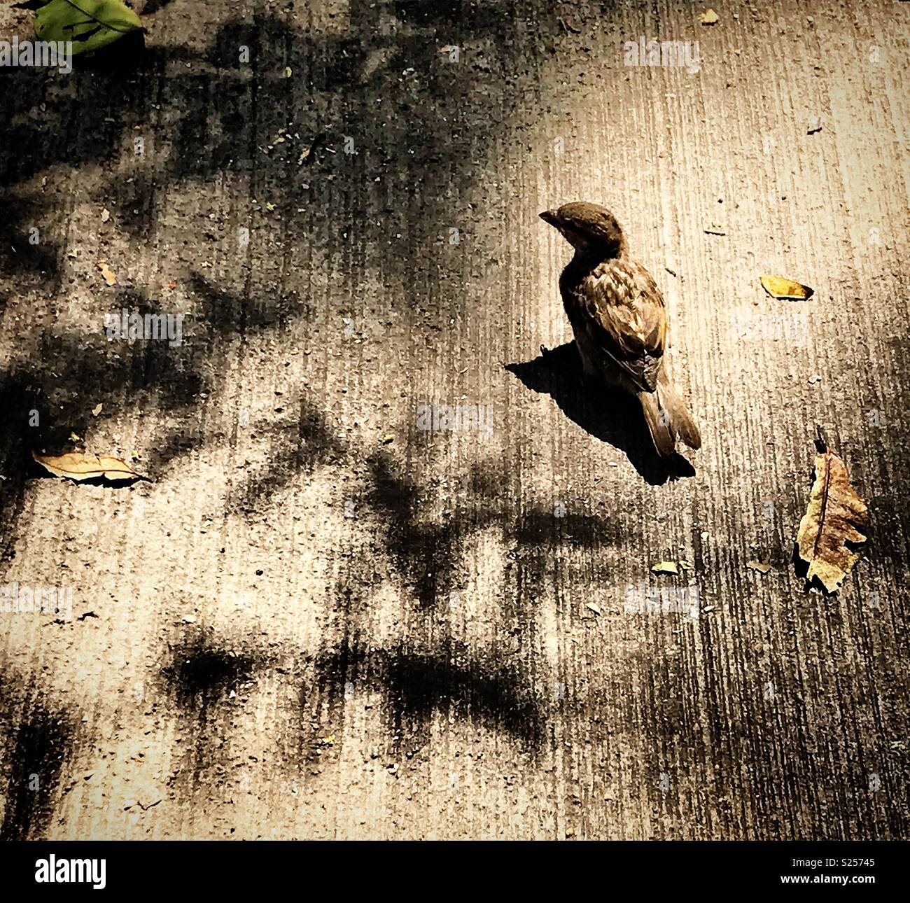Un moineau dans un trottoir en béton dans la ville de Mexico, Mexique - Image de stock capturée avec un smartphone