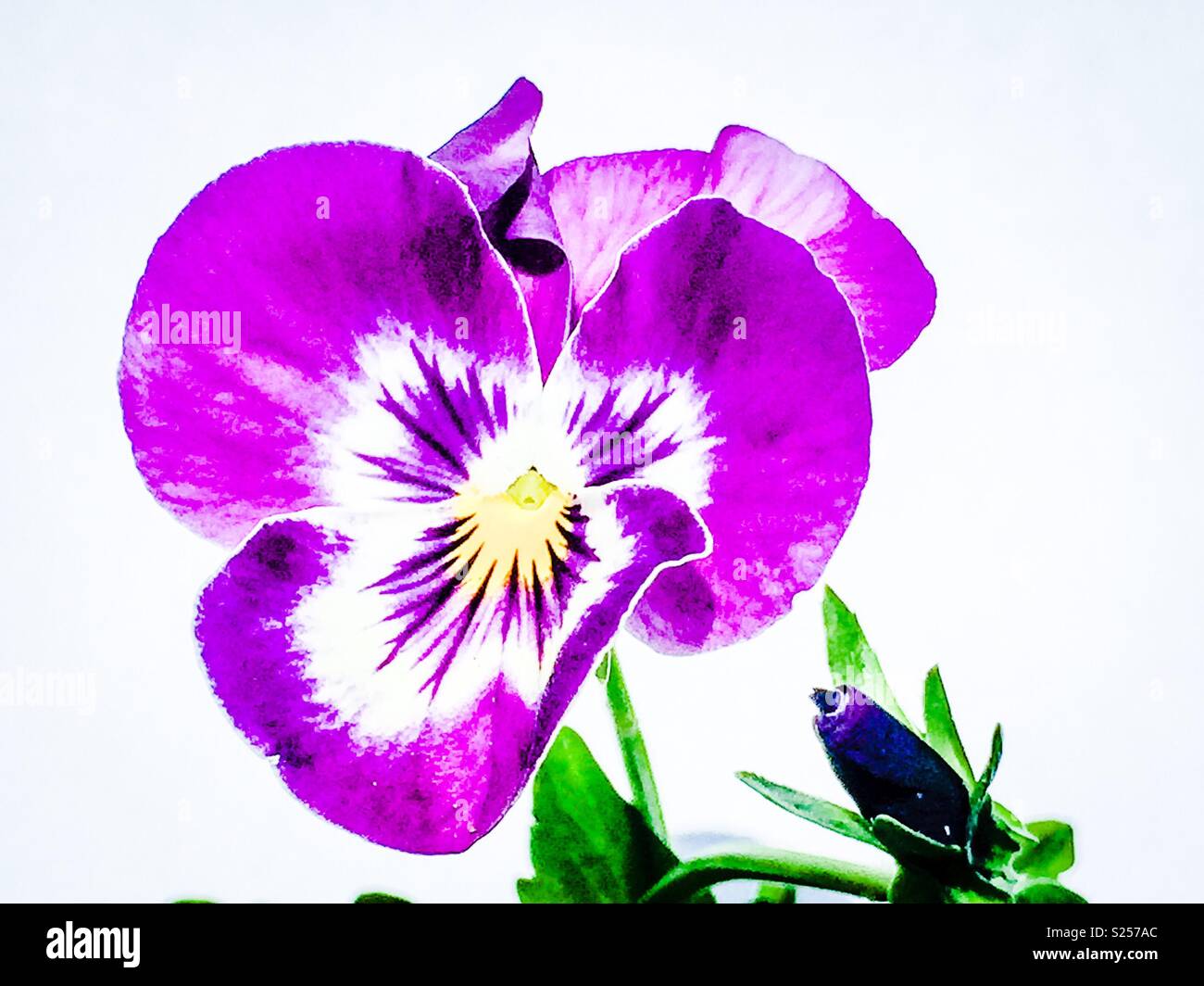 Pansy Purple flower - lumineux. Banque D'Images