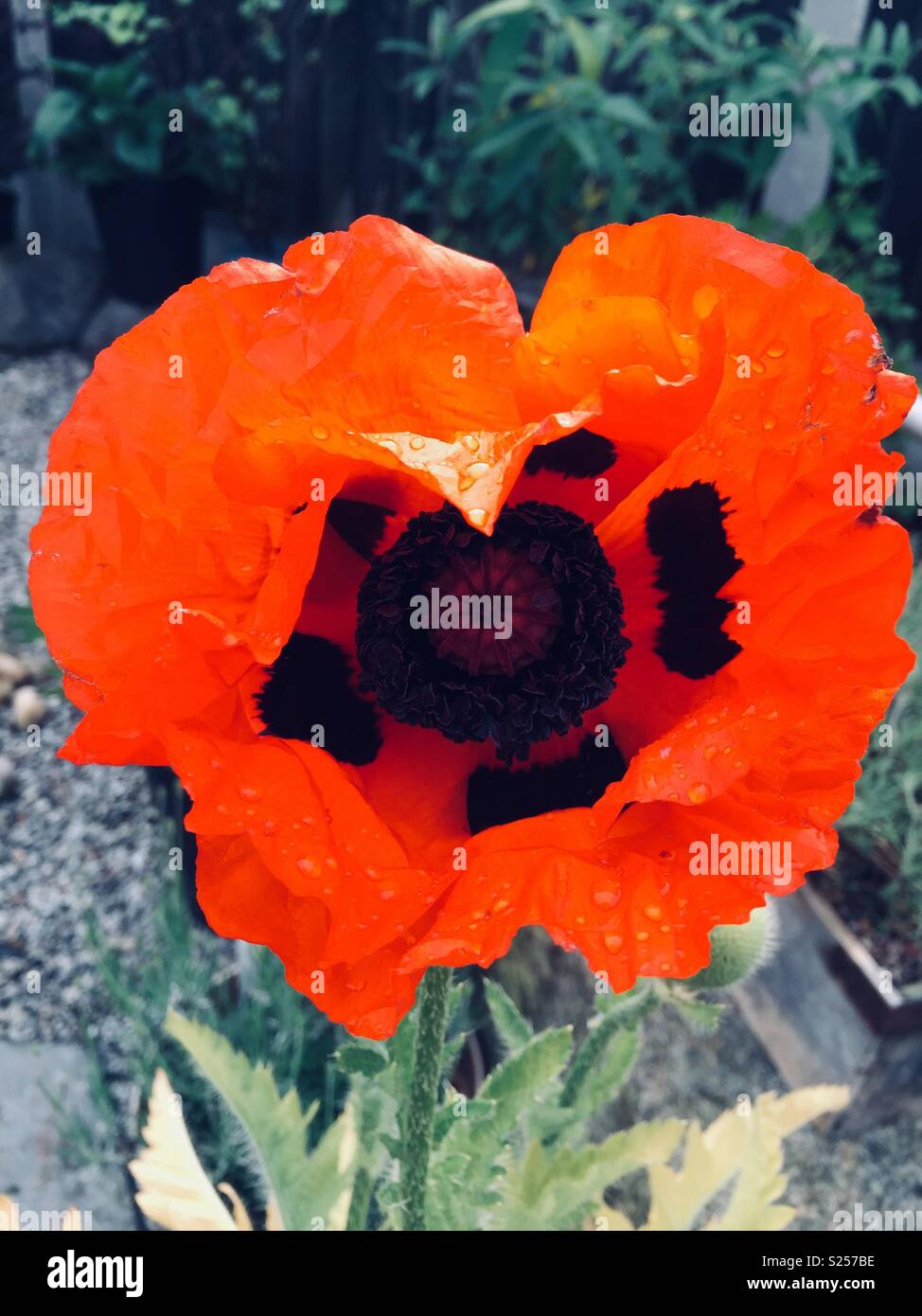 Coquelicot en fleur fraîche Banque D'Images