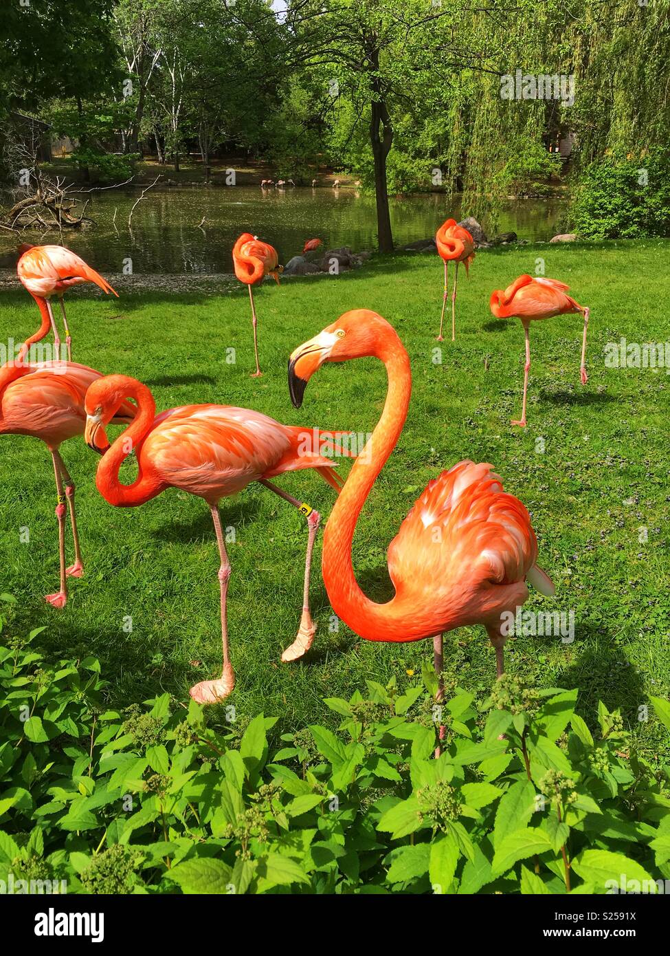 Les flamants roses se prélasser au bord du lac et topiary - Image de stock capturée avec un smartphone