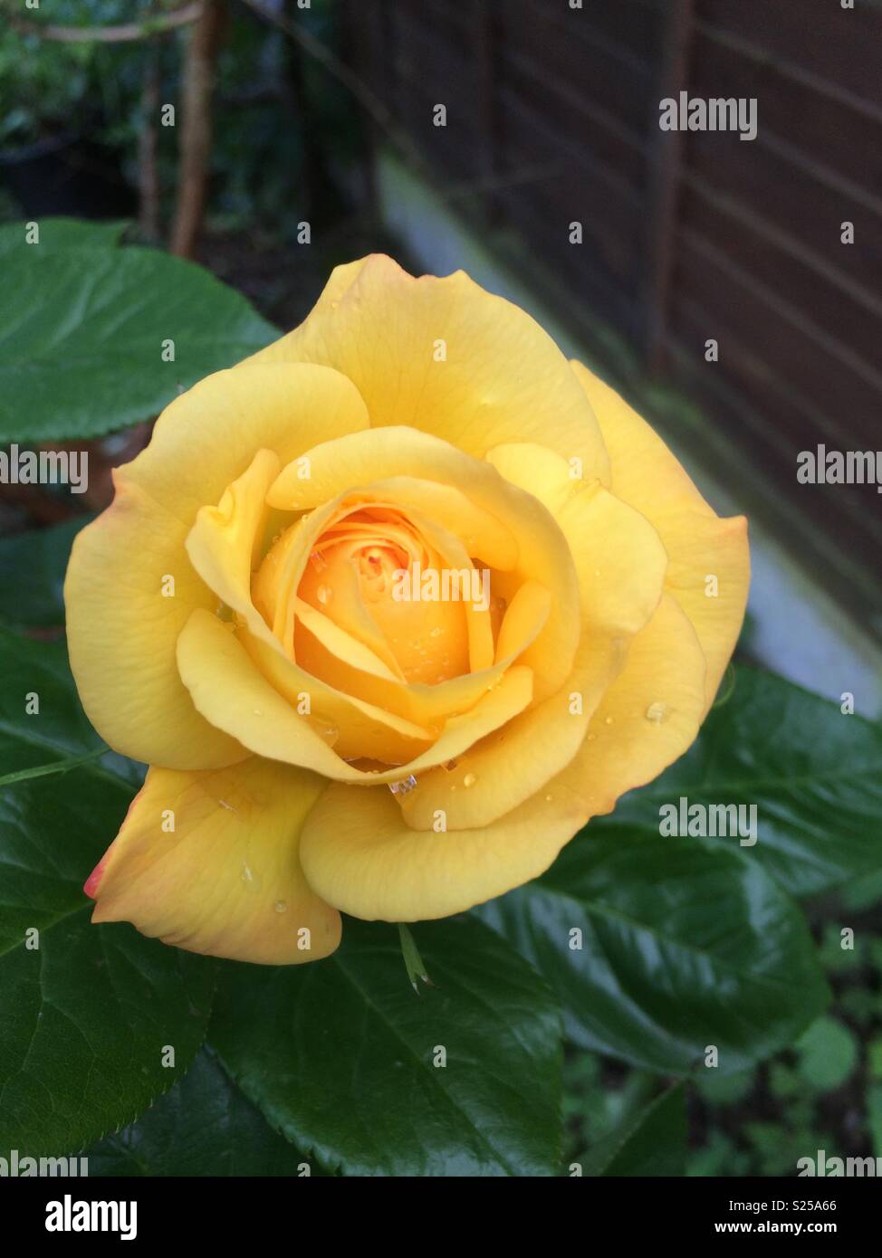 Rose jaune en fleur Banque D'Images