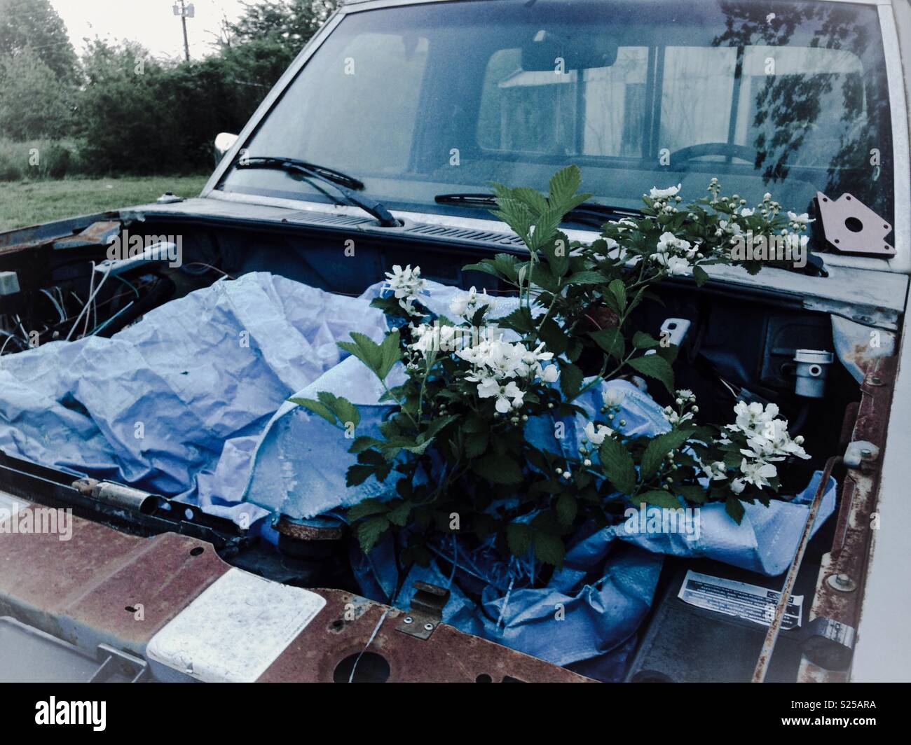 Les fleurs grandissent grâce à Blackberry le bloc moteur du ramasseur abandonnés Banque D'Images
