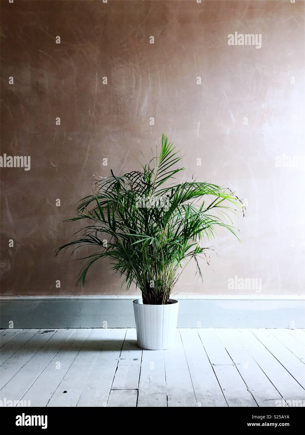 Plante d’intérieur - Image de stock capturée avec un smartphone