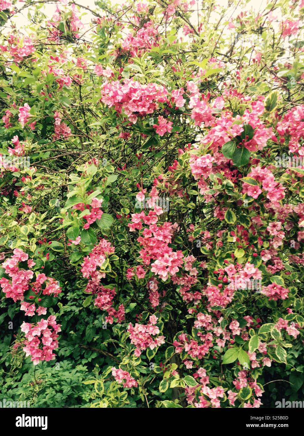 Fleurs roses joyeuse - Image de stock capturée avec un smartphone