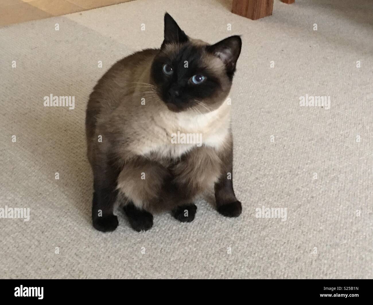 Sumo Cat Banque D'Images
