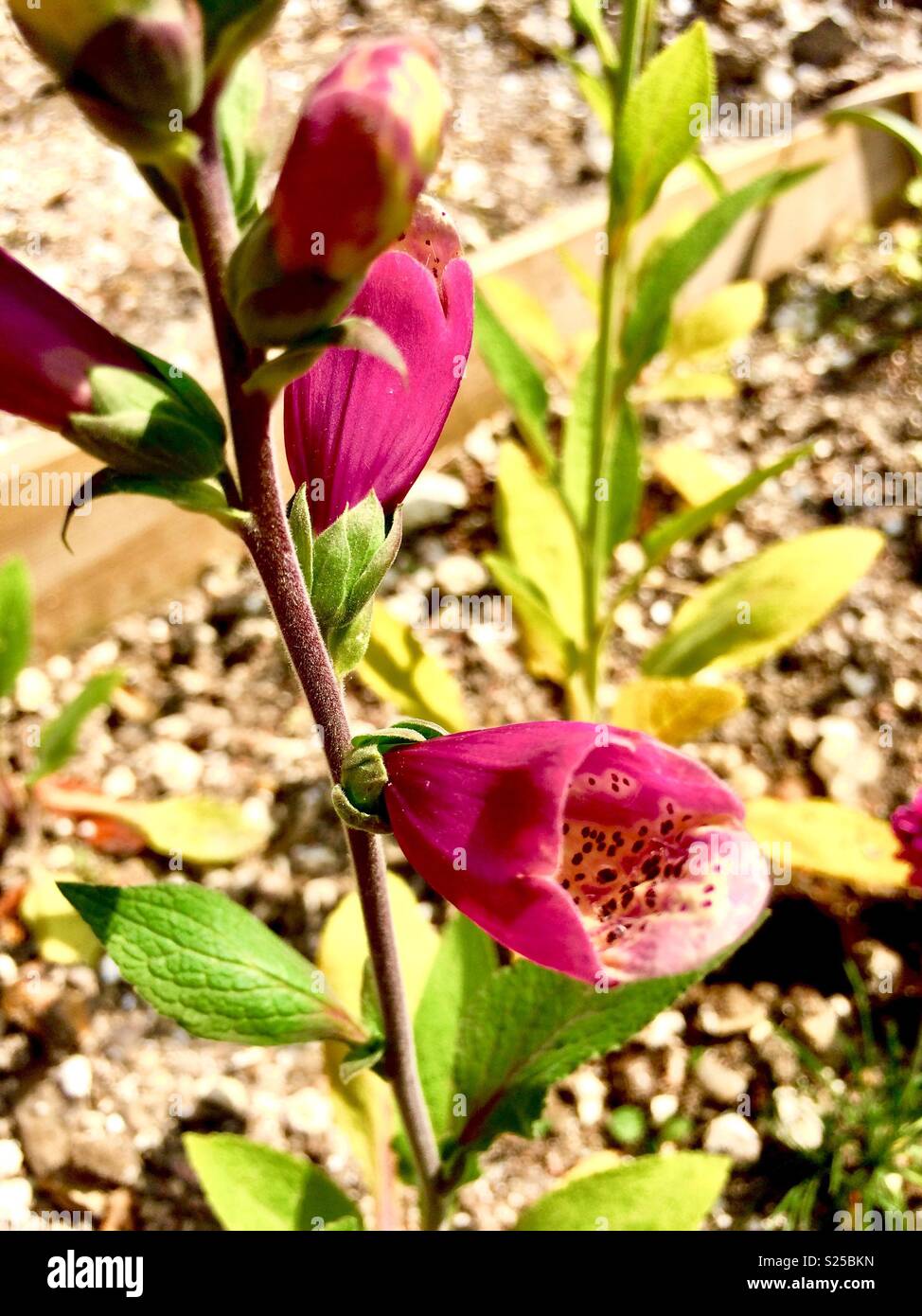Belle fleur de jardin rose - Image de stock capturée avec un smartphone