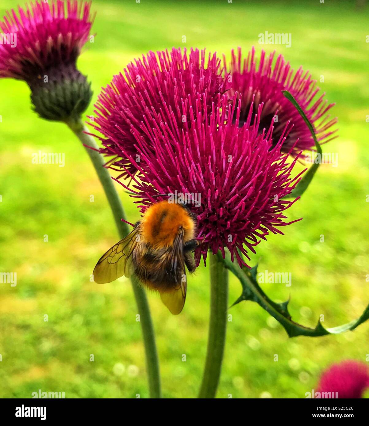 Collecte commune carder bumblebee sur nectar de fleurs de chardon cultivé Banque D'Images