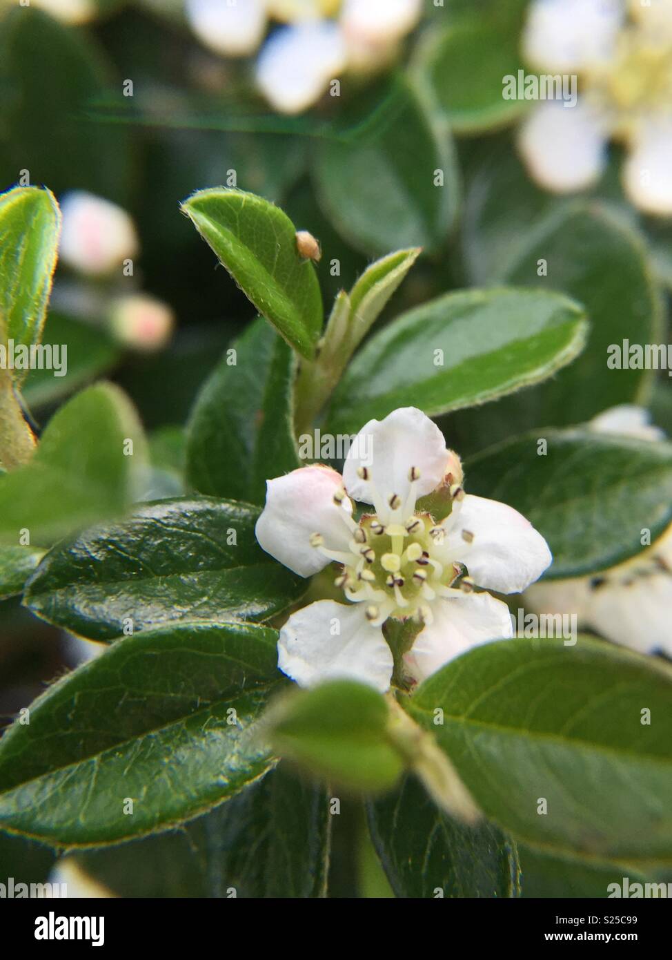 Le Douaire Ile De Vivre Tout Savoir Sur Le Cotoneaster