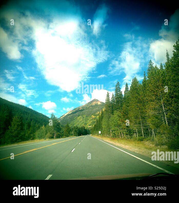 Les trembles le feuillage dans les Montagnes Rocheuses au Colorado Banque D'Images