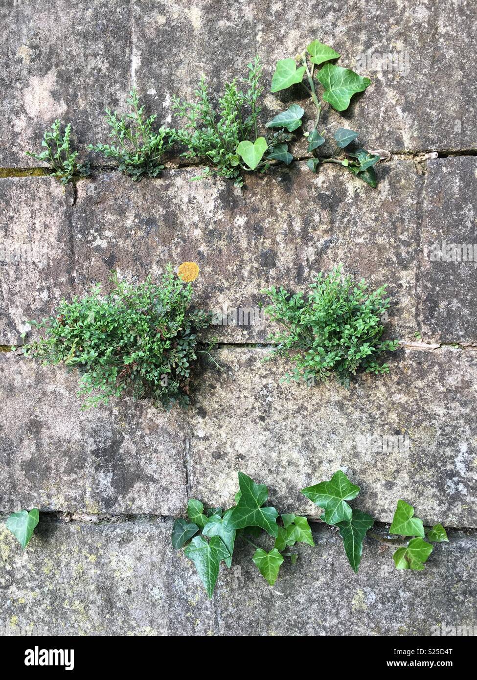 Les plantes qui poussent entre des fissures sur un mur de pierre de Bath Banque D'Images