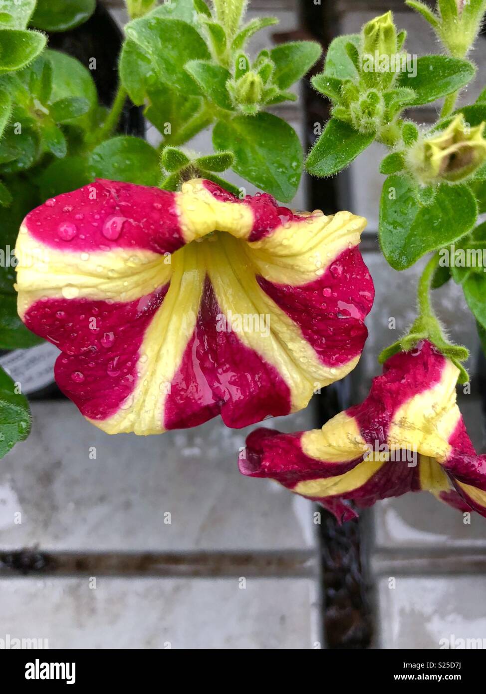Pétunia Amore Reine De Coeur Fleurs Rose Et Jaune Banque D