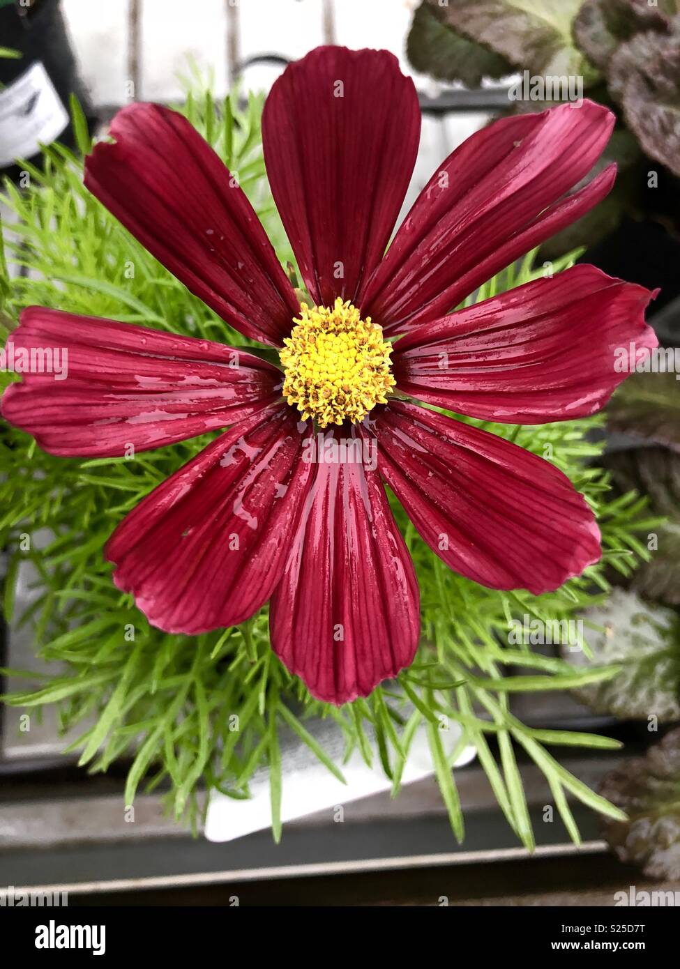 Casanova Cosmos fleur rouge Photo Stock - Alamy