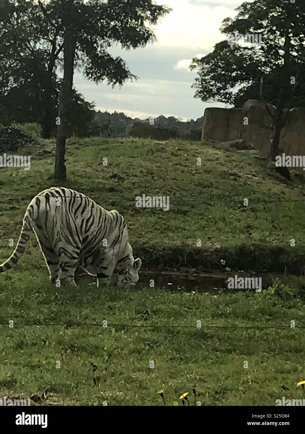 Tigre blanc Banque D'Images