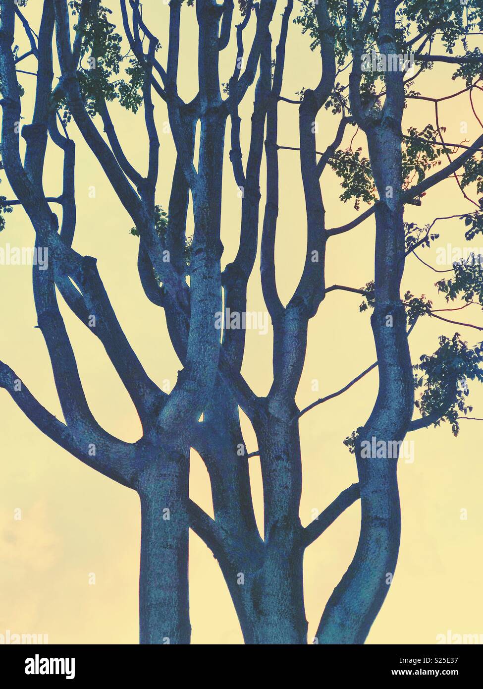 Un abrégé d'un arbre de couleur bleue sur fond jaune - Image de stock capturée avec un smartphone