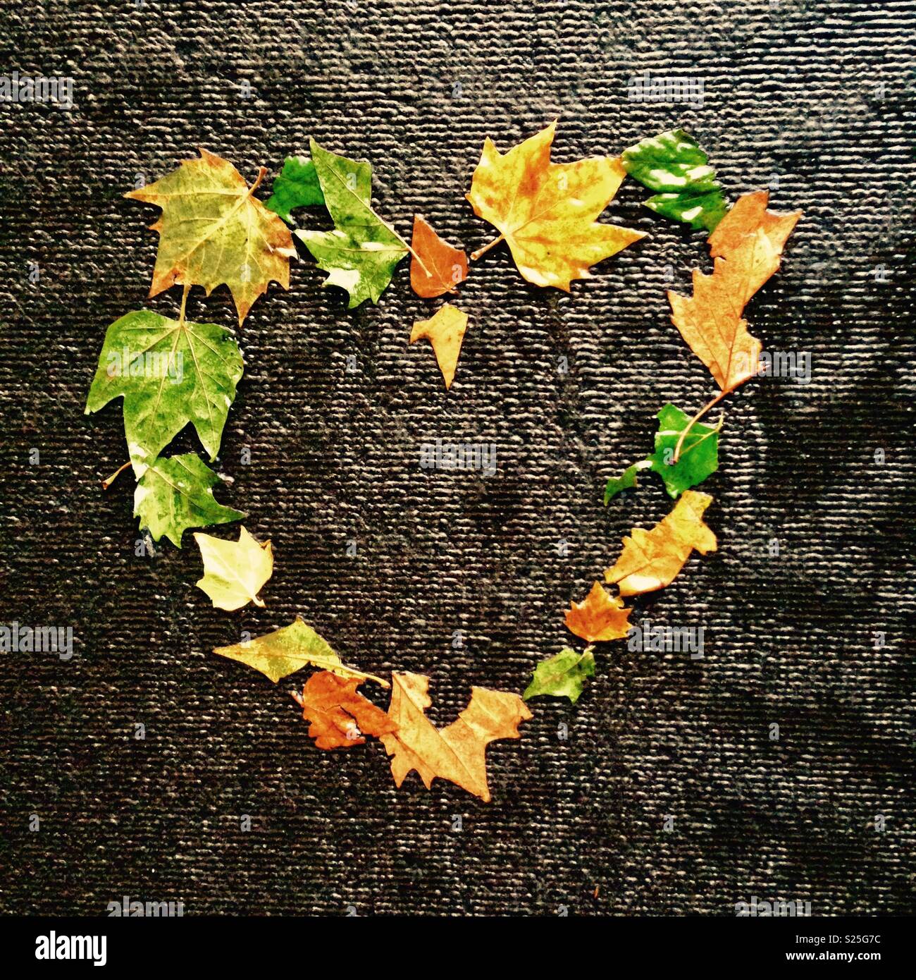 Love Heart formés de feuilles sur un mur d'eau Banque D'Images