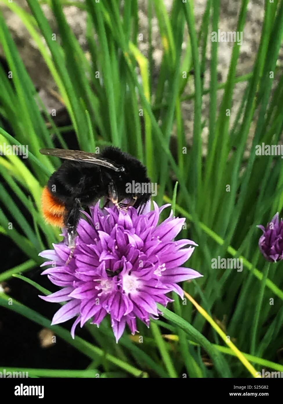 Bumblebee sur la ciboulette Banque D'Images