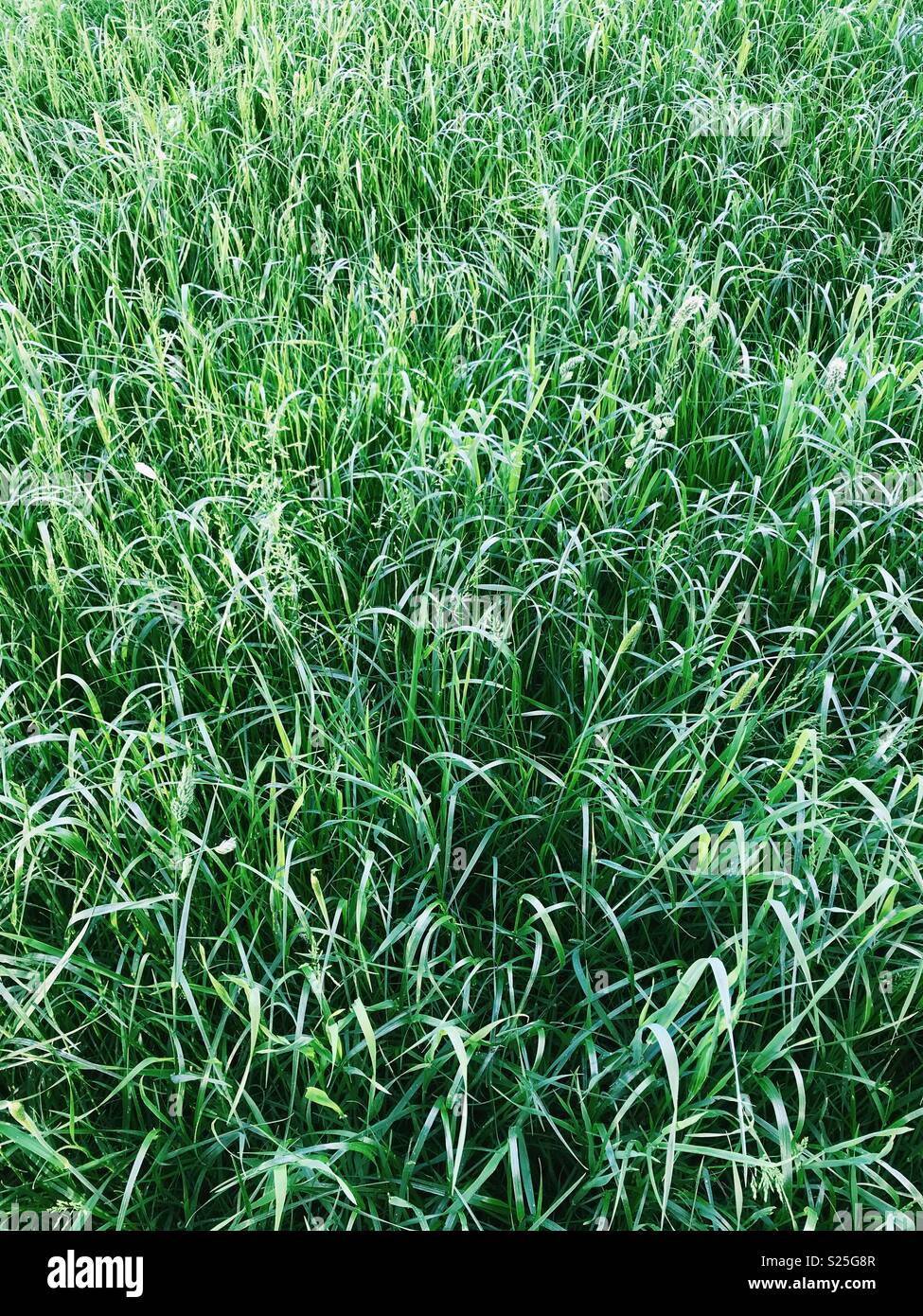 L'herbe luxuriante poussant dans un champ pour sileage dans le Northumberland, en Angleterre. Banque D'Images