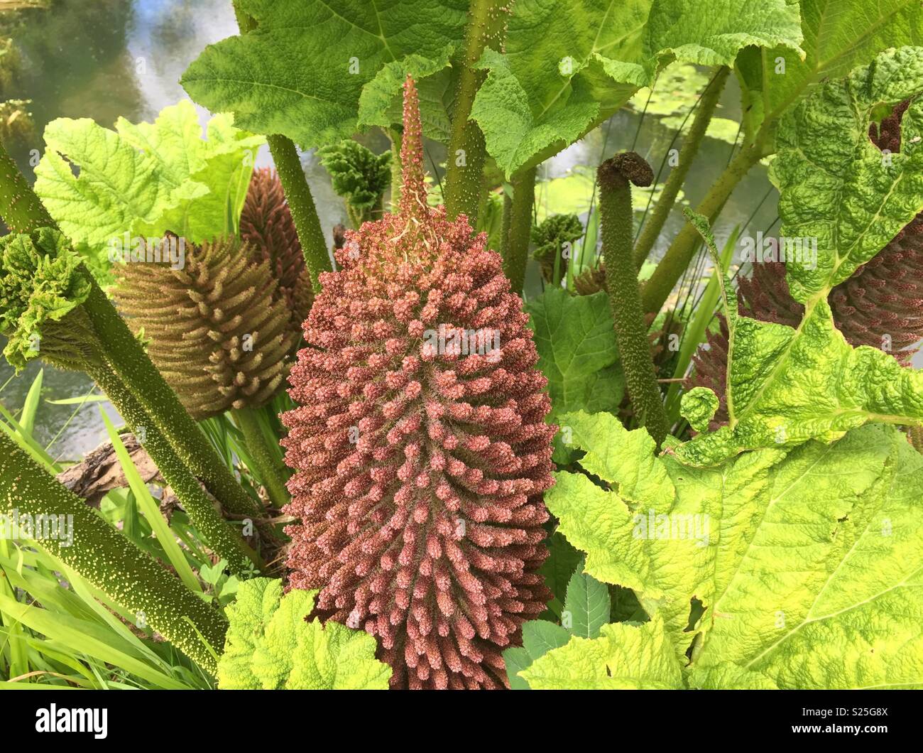 Gunnera en fleurs en jardin de Cornouailles Banque D'Images