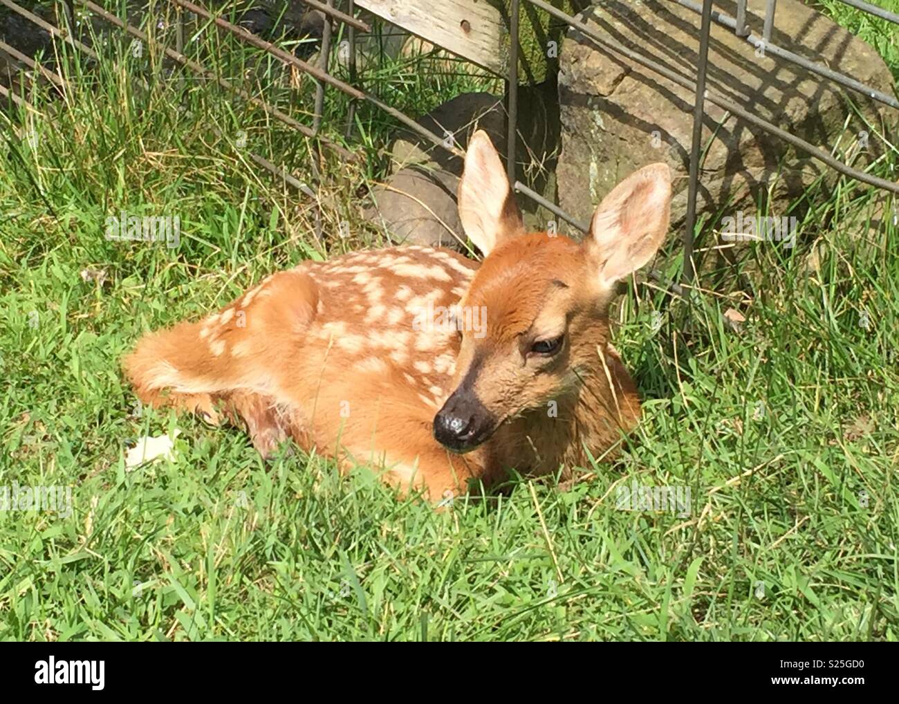 Bebe Faon Se Reposant Dans Le Soleil Photo Stock Alamy Bebe Faon Se Reposant Dans Le Soleil Photo Stock Alamy