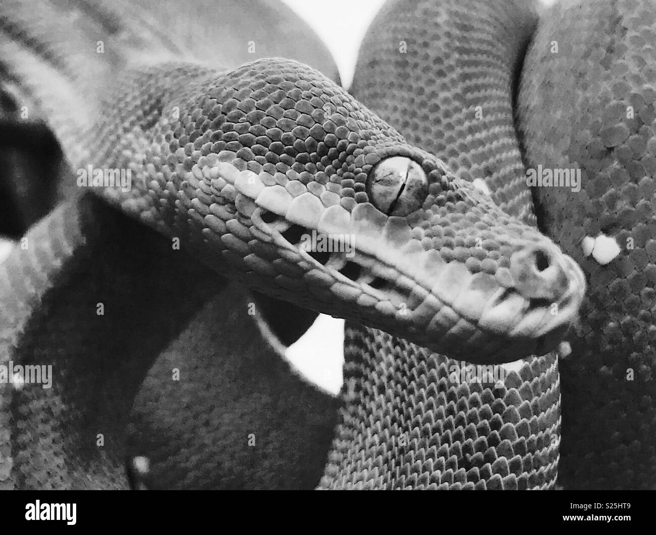 Serpent python Banque d images noir et blanc Alamy