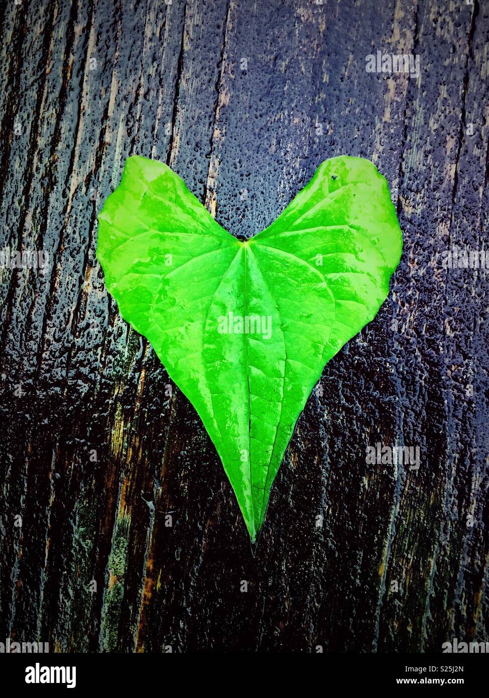 Feuilles en forme de coeur sur fond de bois Banque D'Images