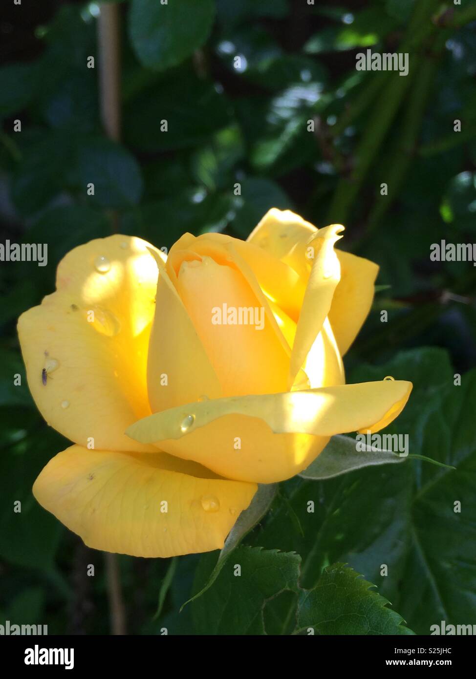 Rose jaune sur sunny day Banque D'Images