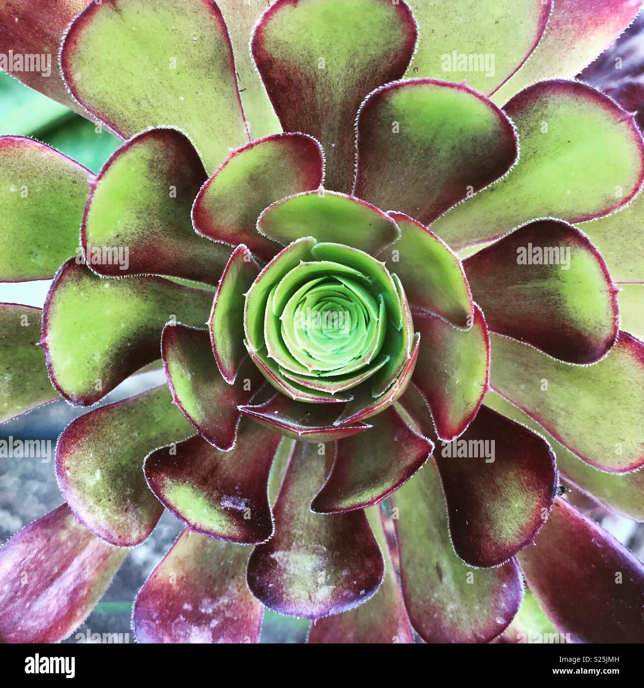 Cactus, vert et violet des pétales, Portugal Banque D'Images