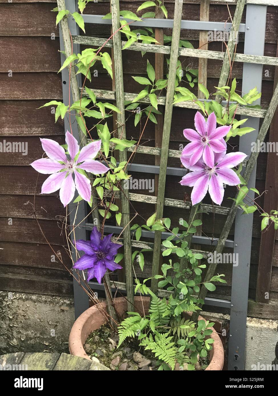 Clematis dans différentes teintes de violet- prises avec l'iPhone 7 Plus Banque D'Images