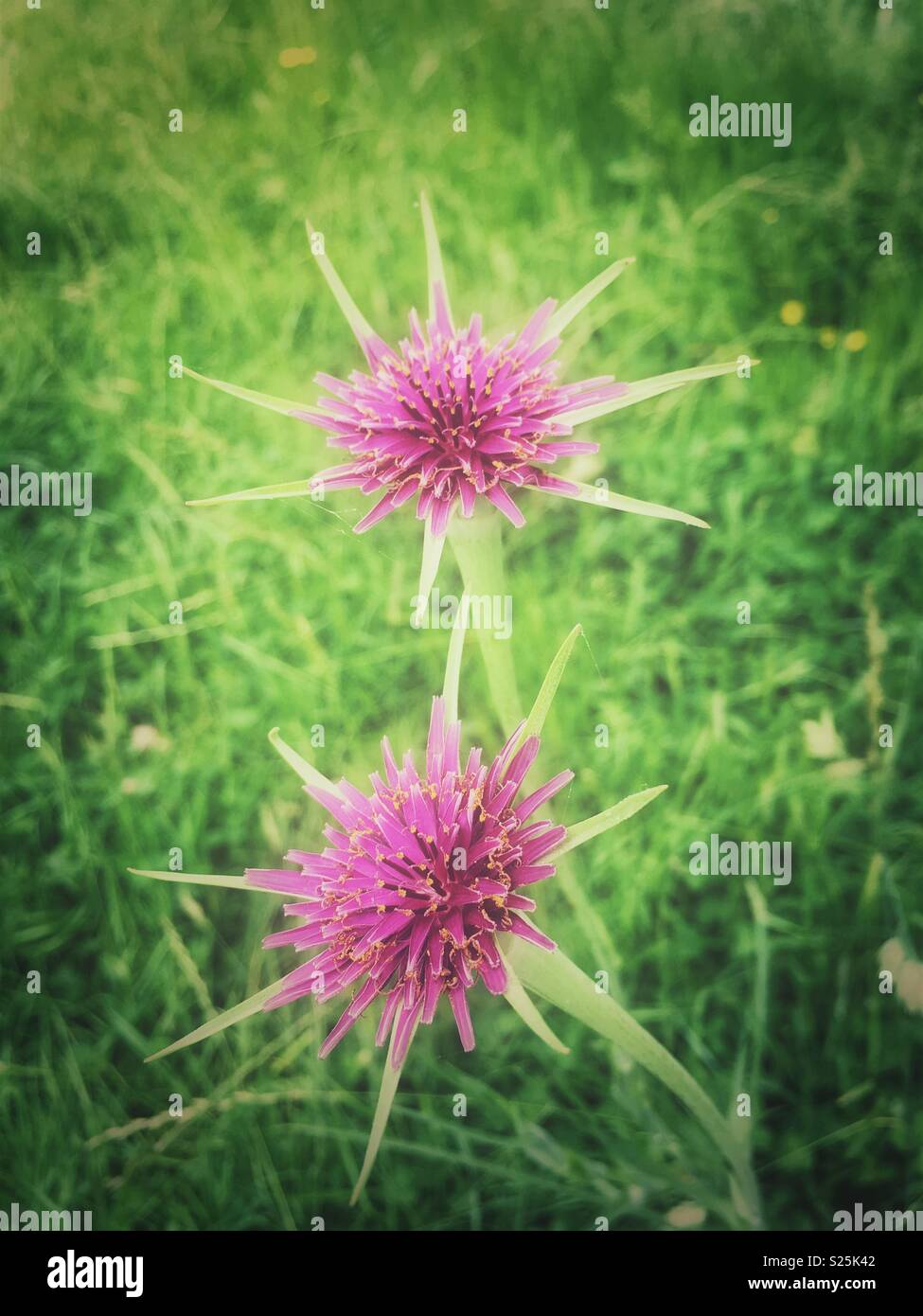 Purple fleurs Salsifis dans le pré. Banque D'Images