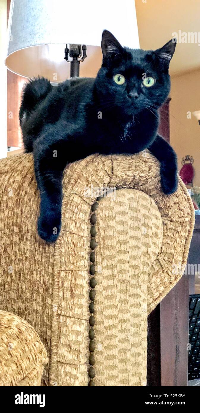 Gros Chat Noir Aux Yeux Verts Photo Stock Alamy