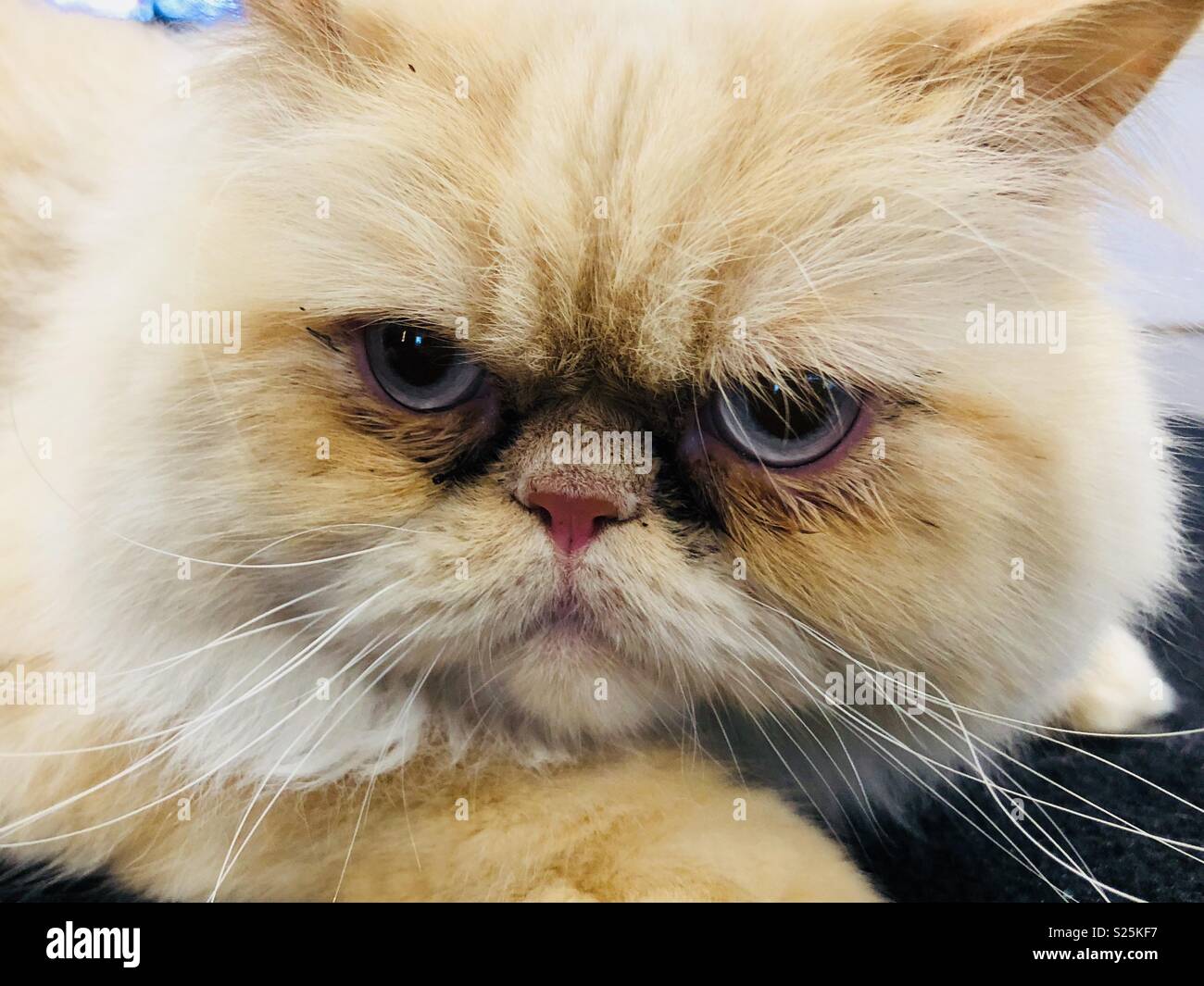 Chat Grincheux Photo Stock Alamy