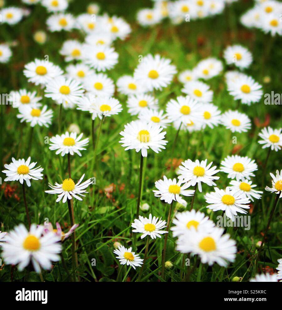 Tapis de fleurs de printemps Banque D'Images