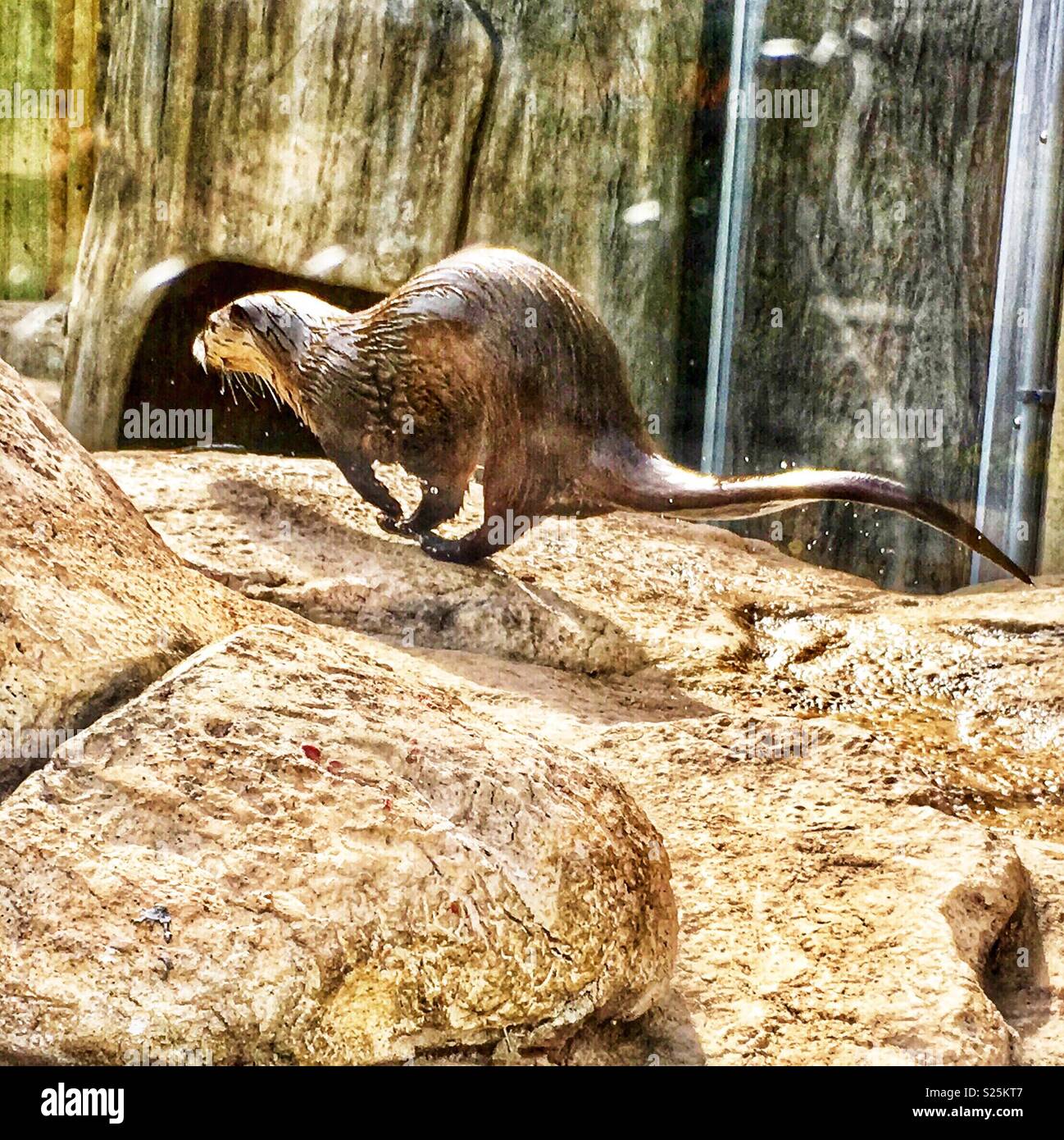 Otter à court d'extérieure sur des rochers au zoo Banque D'Images