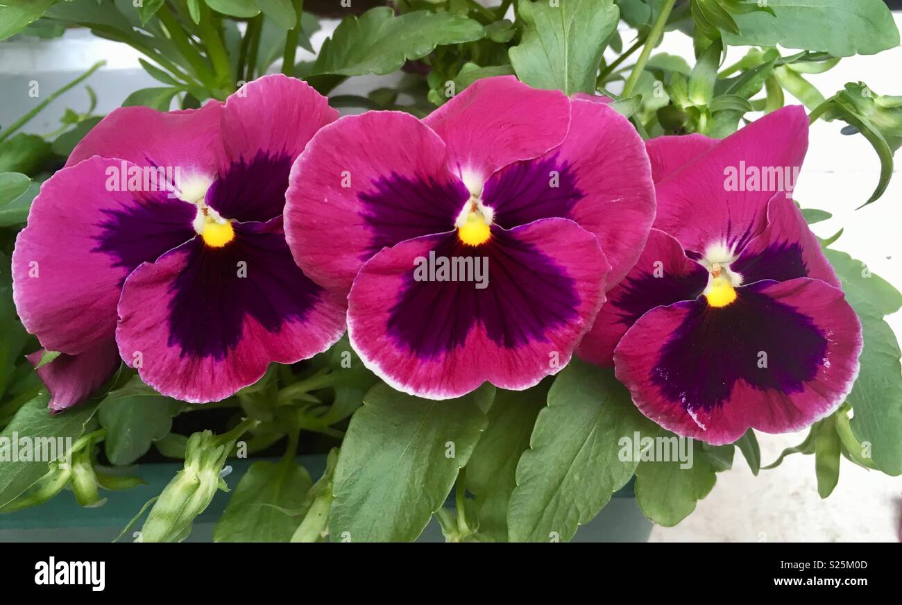 Viola tricolor var hortensis - fleur Banque D'Images