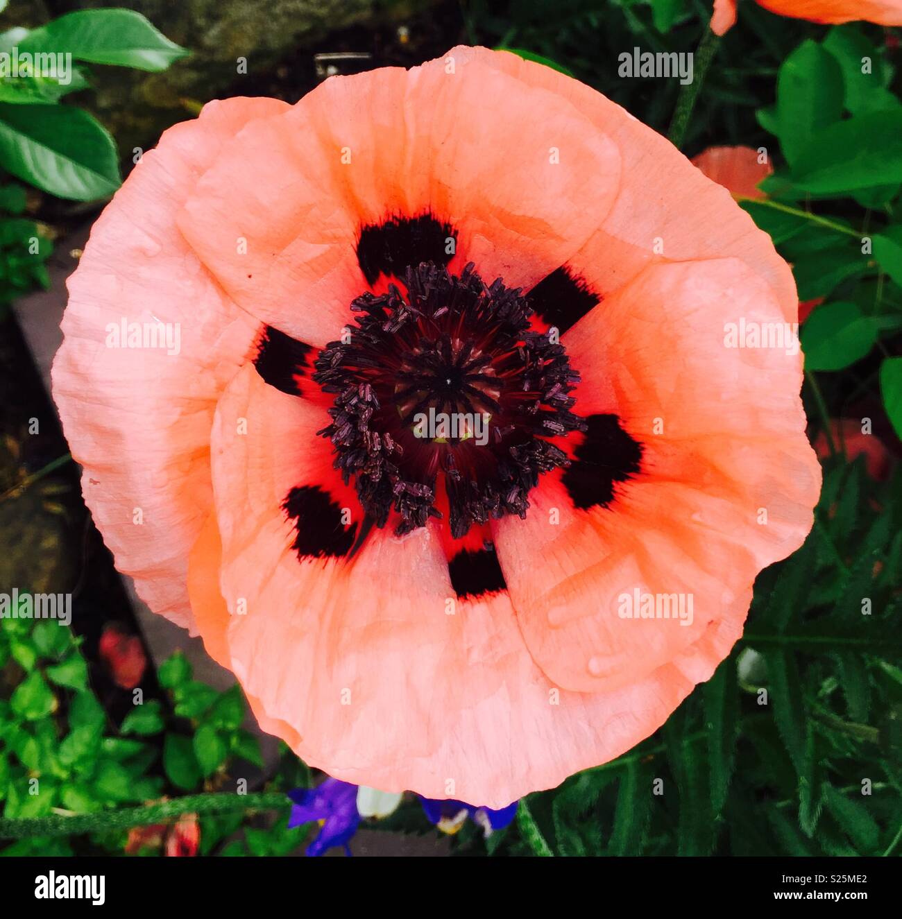 Fleur - Image de stock capturée avec un smartphone