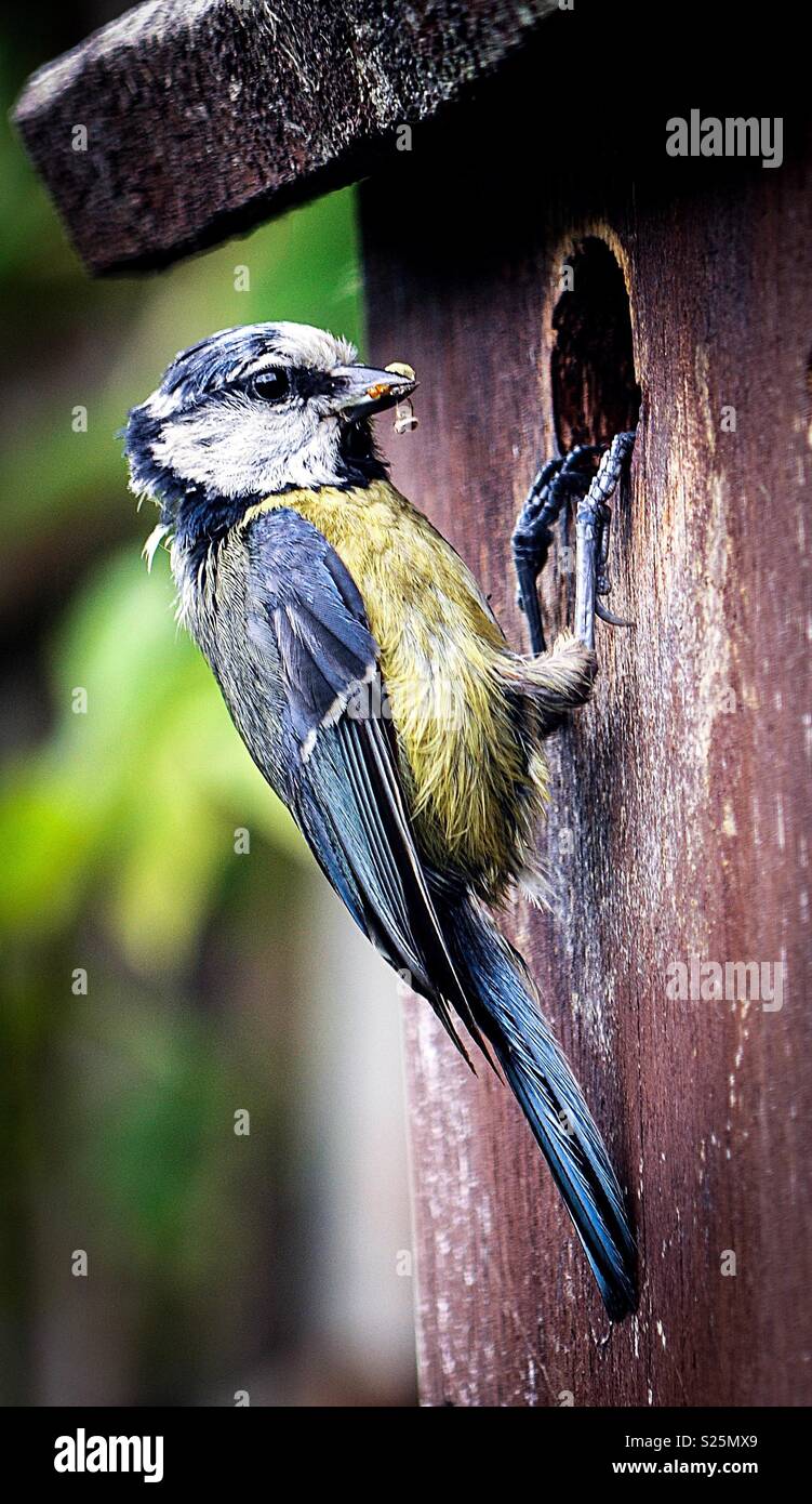 Blue Tit avec Grub Banque D'Images