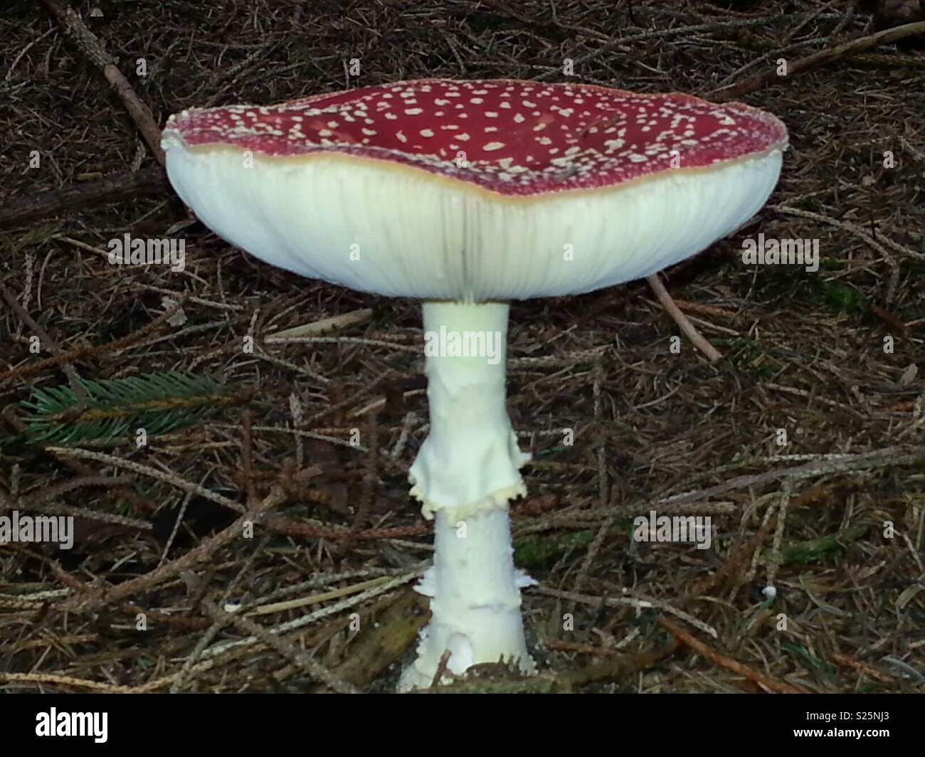 Toadstool tachetée rouge et blanc Banque D'Images