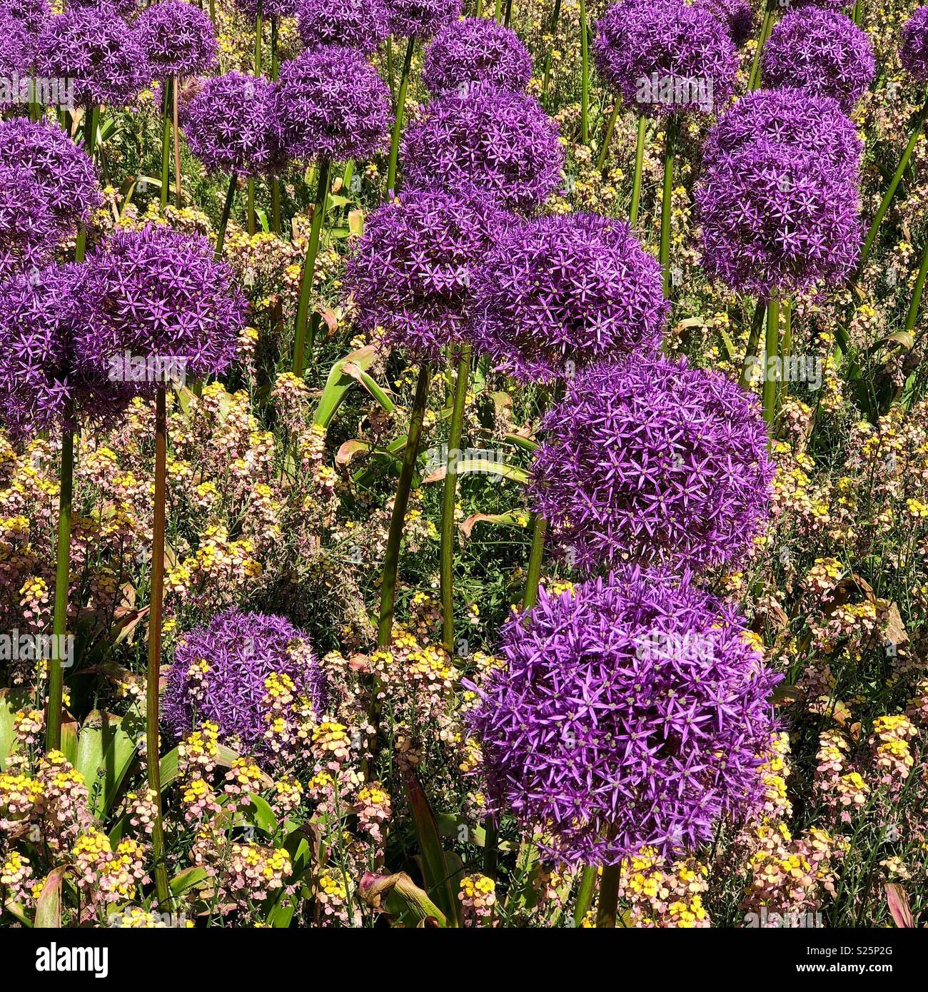 Allium dans le jardin. Banque D'Images