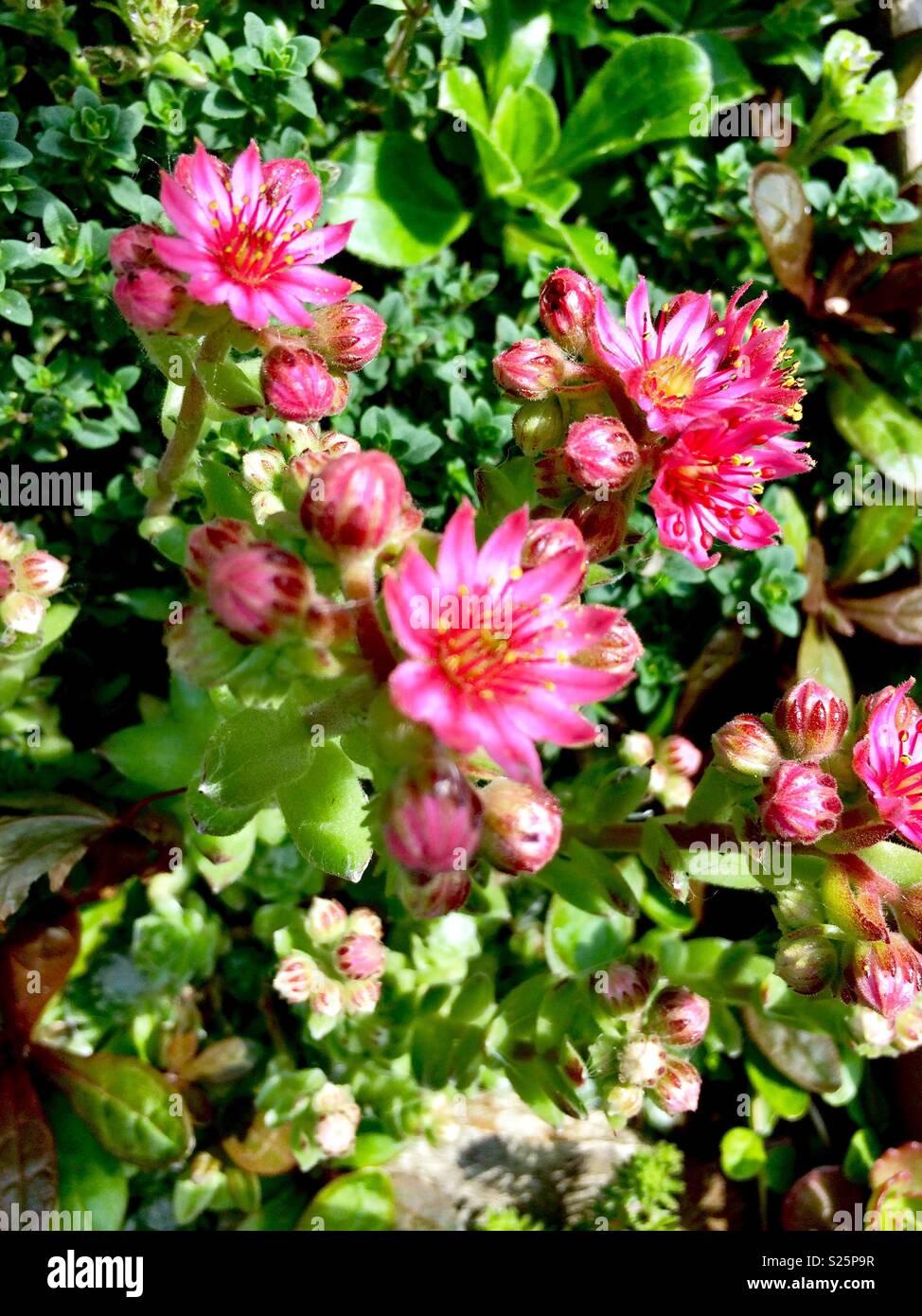 Floraison Sedum en été entourée de plantes de rocaille alpine Banque D'Images