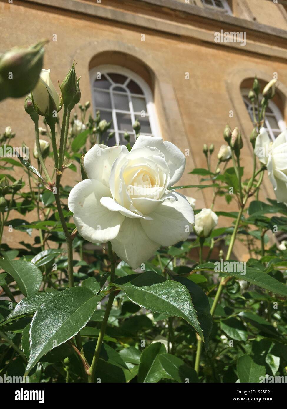 Des roses blanches à Blenheim Palace Banque D'Images