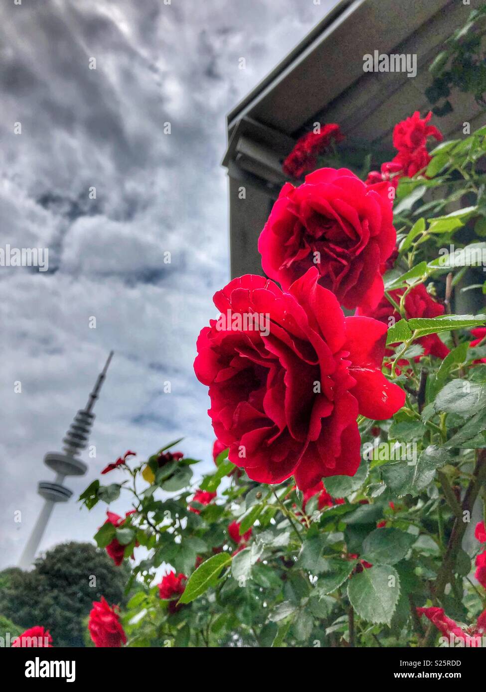 Se penchant vers les belles roses rouges. - Image de stock capturée avec un smartphone