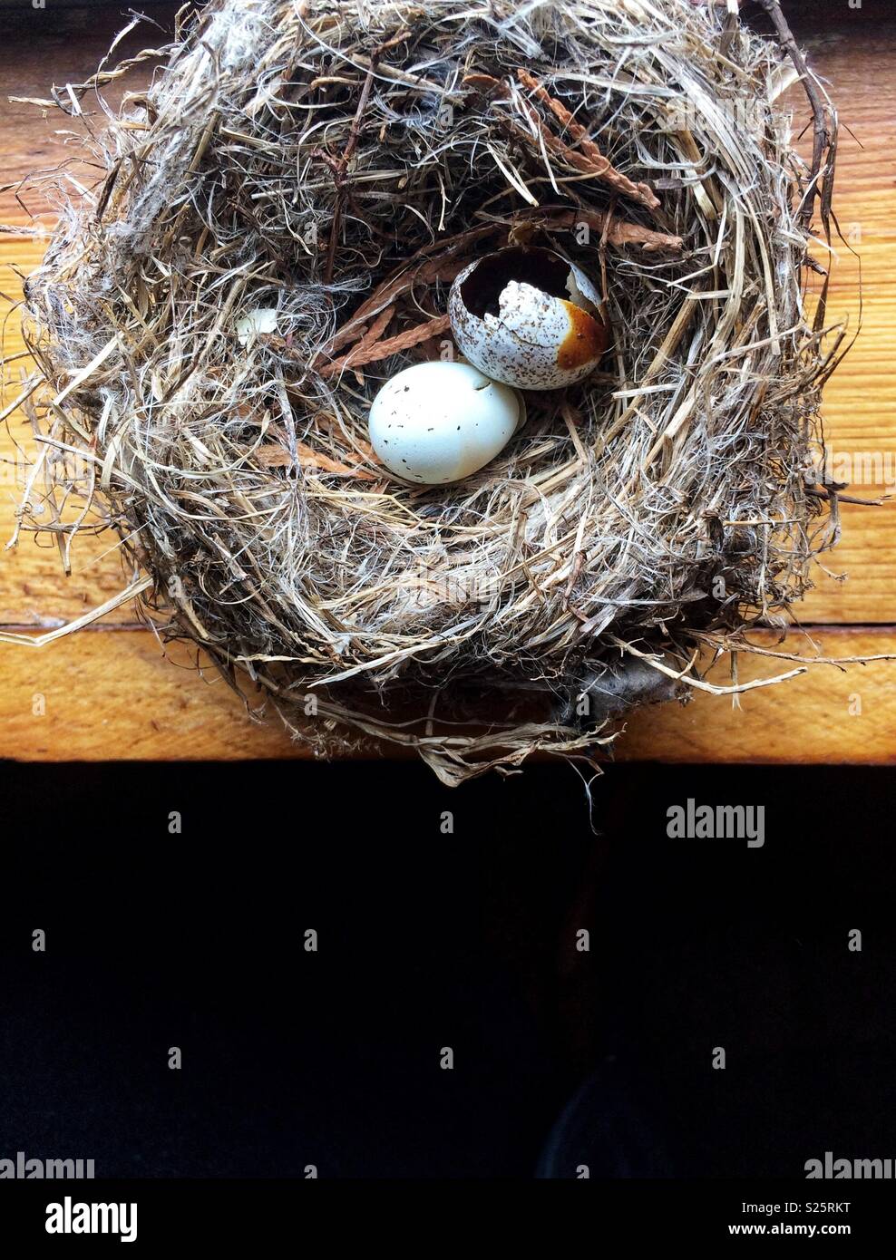 Birds Nest avec œufs tachetés - Image de stock capturée avec un smartphone