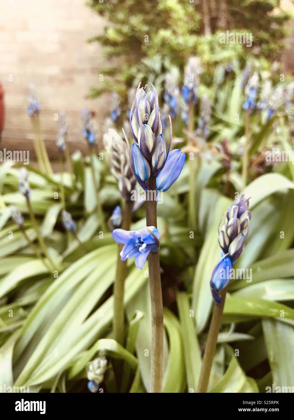 Bluebells avec des feuilles vertes, la plupart des fleurs non ouvert avec quelques fleurs déjà Banque D'Images