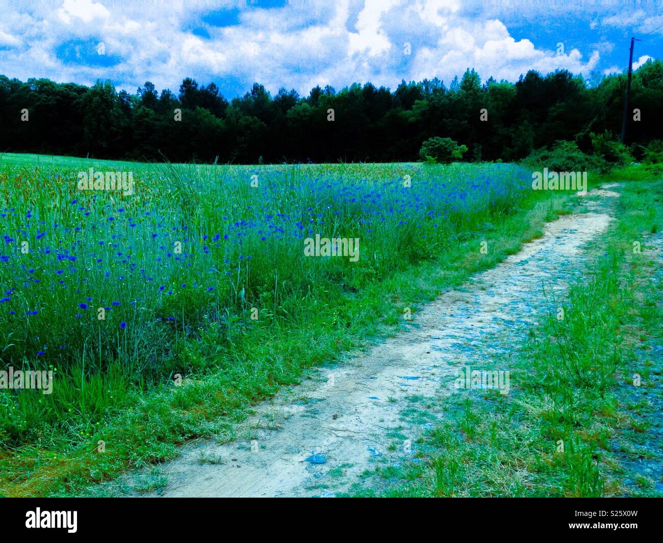 Natural blues a souligné dans photo de boutons de baccalauréat dans le champ, avec ciel bleu et frais généraux sur gravier teinté bleu route de terre à côté Banque D'Images