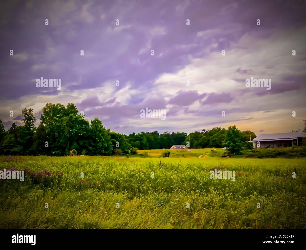 Pré texturés de mélilot jaune, assombri le ciel et des arbres luxuriants sur la ferme de la Caroline du Nord - Image de stock capturée avec un smartphone