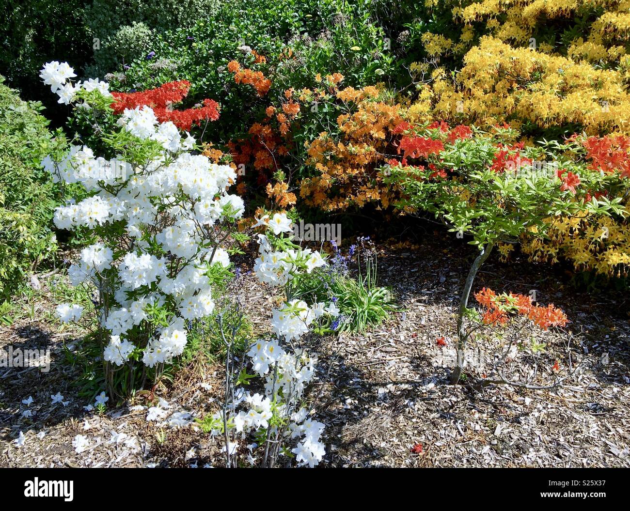 Fleurs Stormont estate Banque D'Images