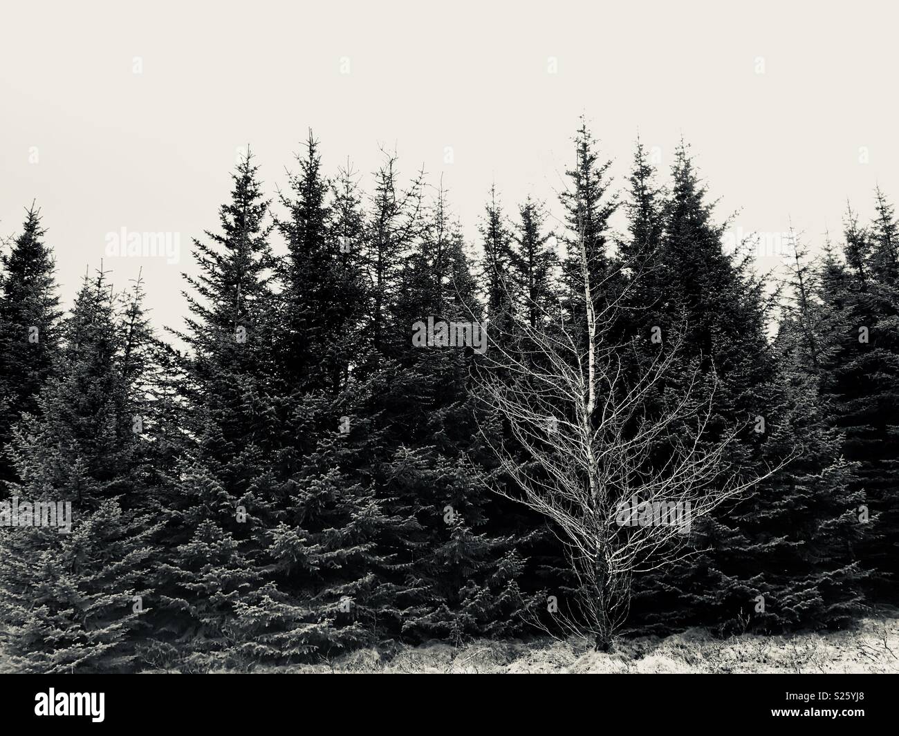 Arbre mort dans une forêt Banque D'Images