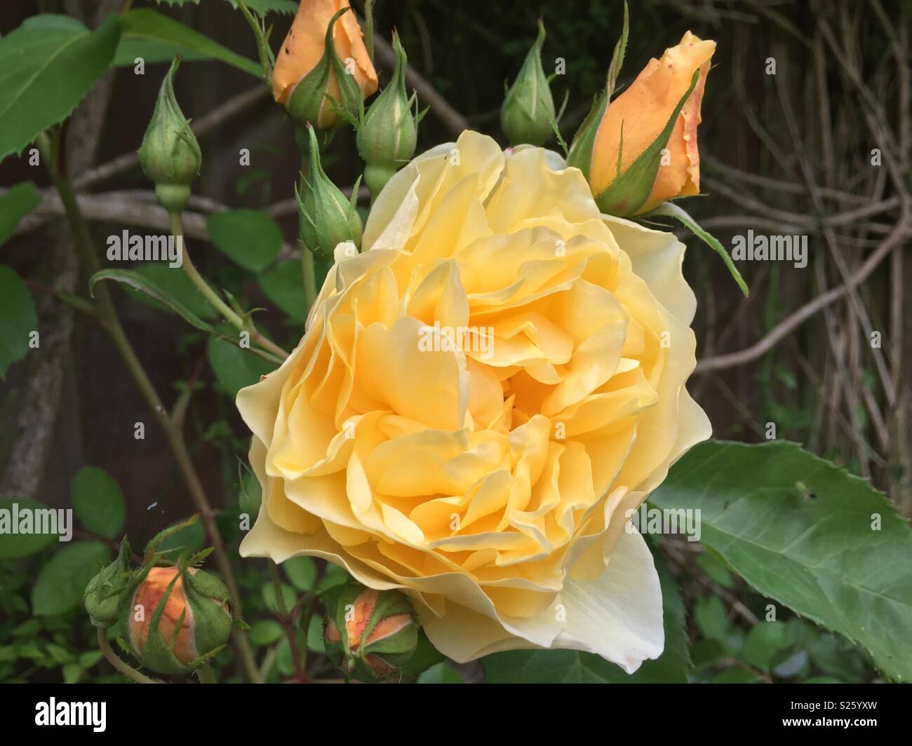 Rose jaune avec fleur double rose et Banque D'Images