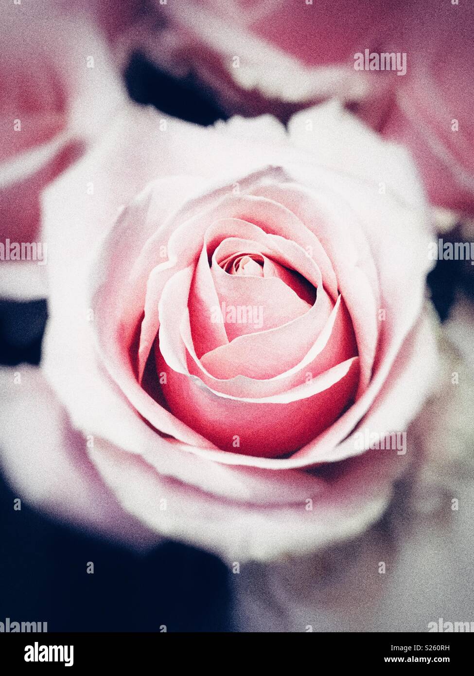 Une seule rose rose Banque D'Images