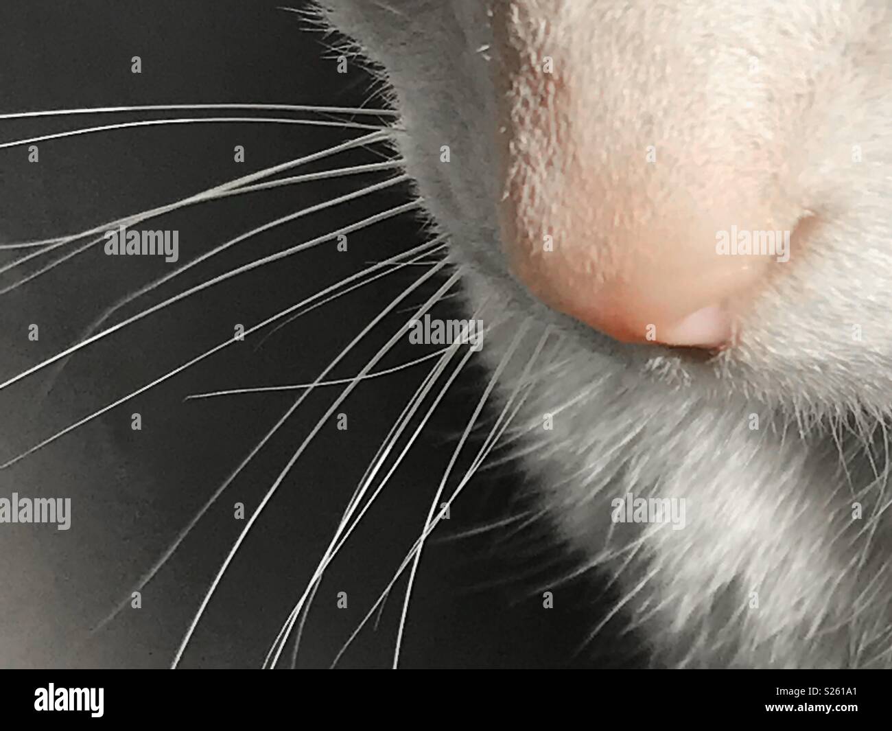 Le Nez Et Les Moustaches Du Chat Voir De Tres Pres Photo Stock Alamy